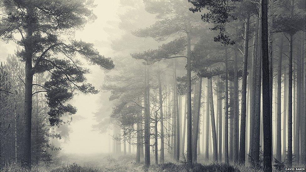 The New Forest, Hampshire by David Baker