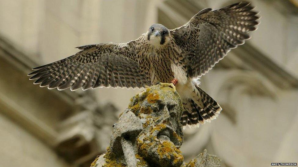 Norwich Cathedral peregrine falcons