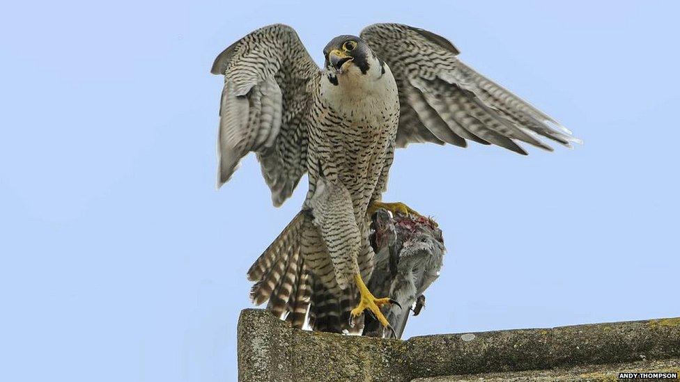 Norwich Cathedral peregrine falcons