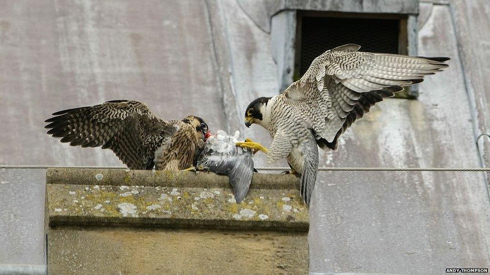 Norwich Cathedral peregrine falcons