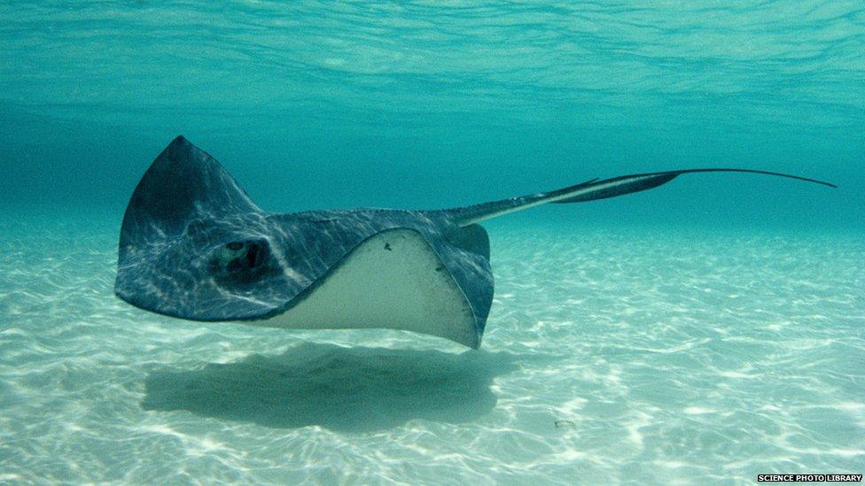 Southern stingray (Dasyatis americana)