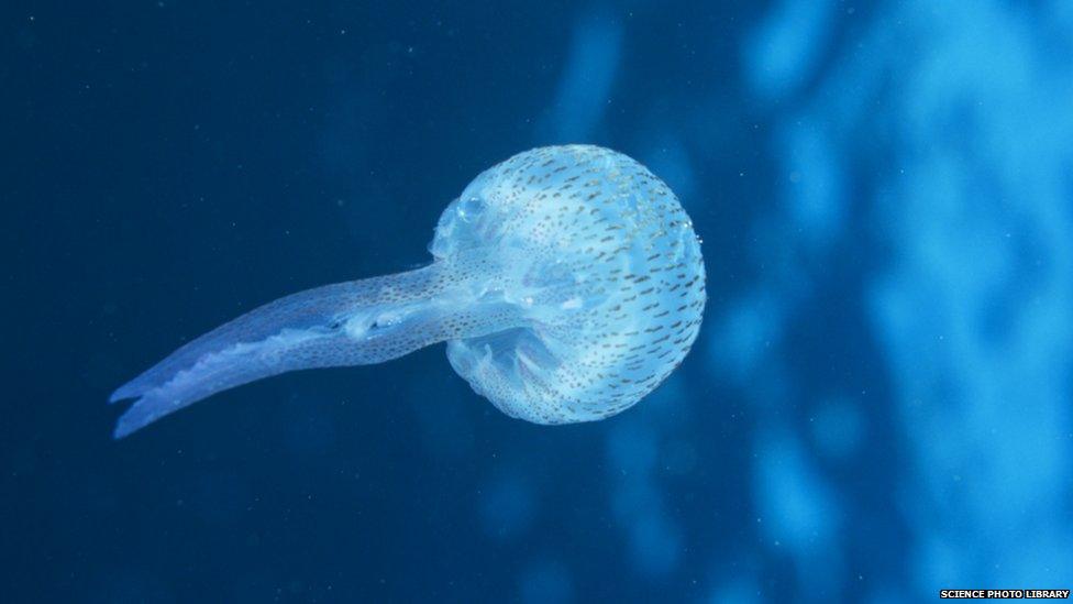 Jellyfish (Pelagia noctiluca)