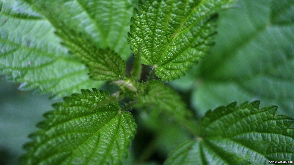 Stinging nettles