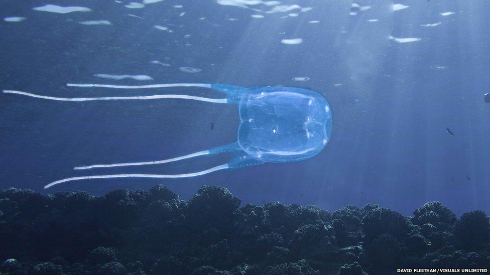 Box Jellyfish