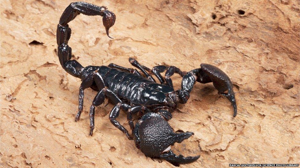 Emperor scorpion (Pandinus imperator)