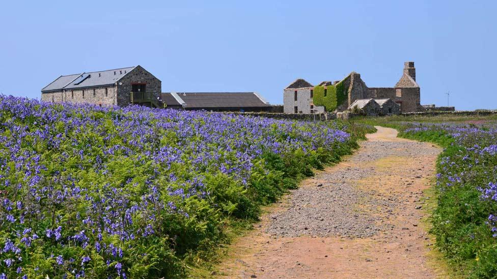 Bluebells on Skomer Island, off Pembrokeshire.