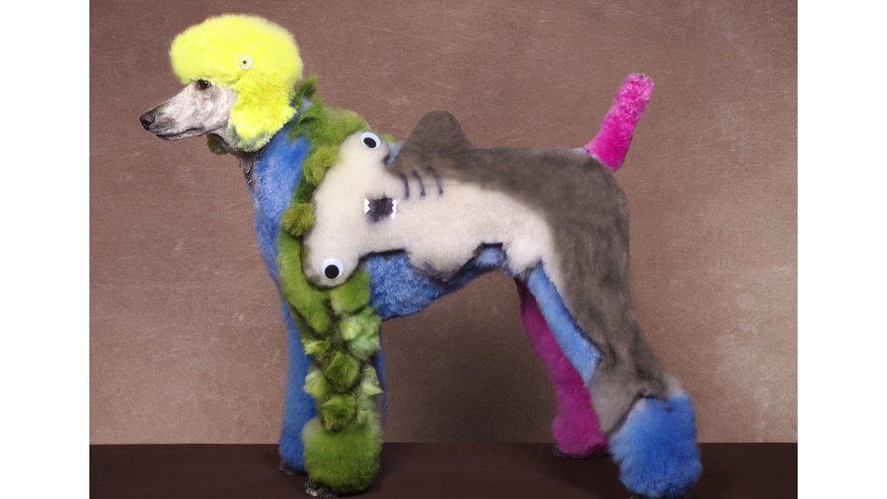 Dog groomed with bright colours and a shark design.