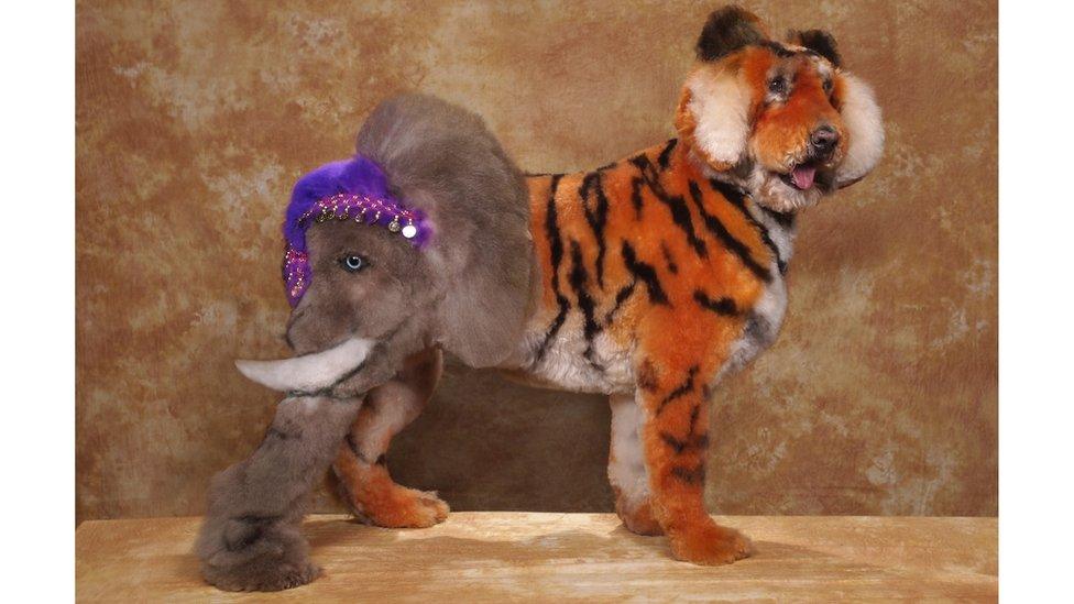 Dog groomed to look like an elephant and tiger.