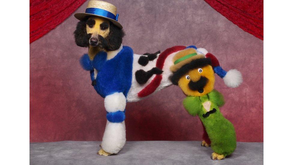 Dog groomed with a jester design and hat.