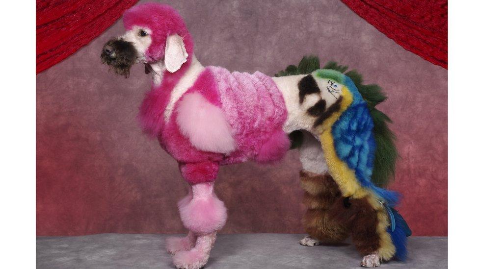 Dog groomed to look like exotic birds.