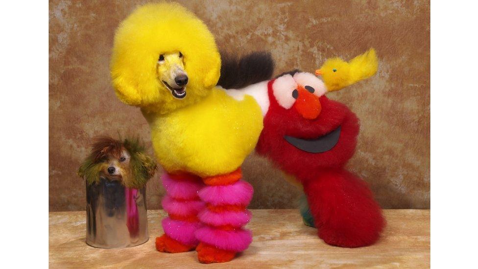 A dog groomed to look like Big Bird and Elmo.