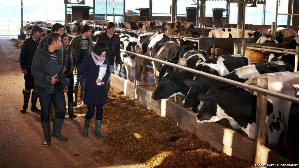 Students look at a herd of cows