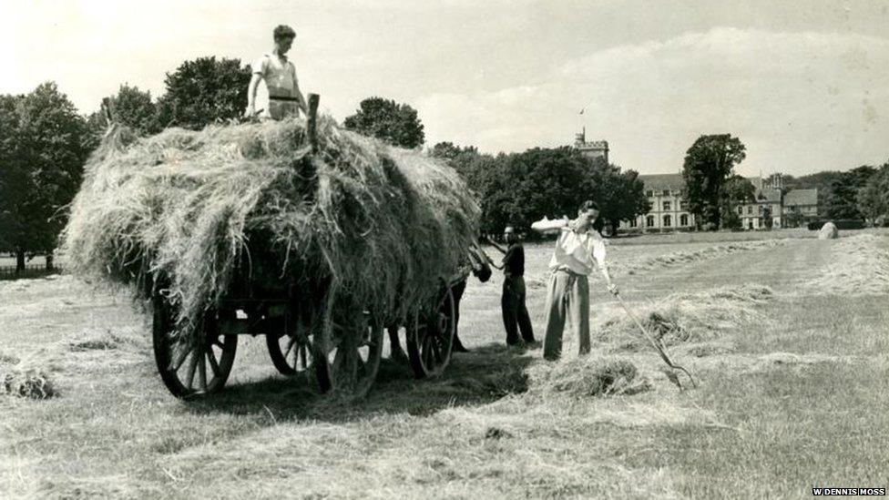 Students haymaking in 1935