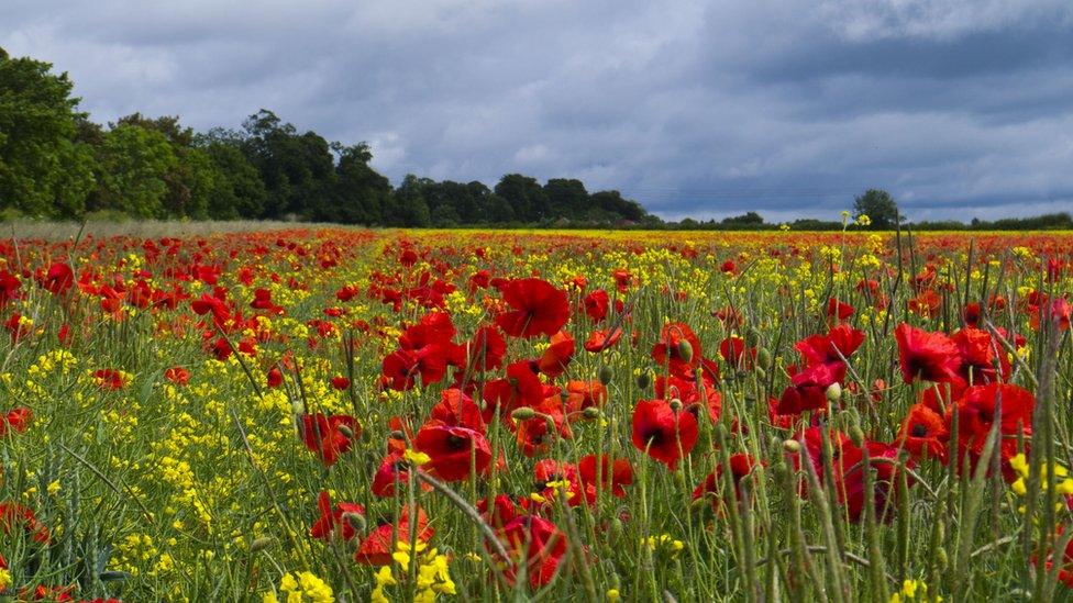 A field of yellow rape seed oil plants and red poppies. Behind is a line of trees and a grey cloudy sky above.