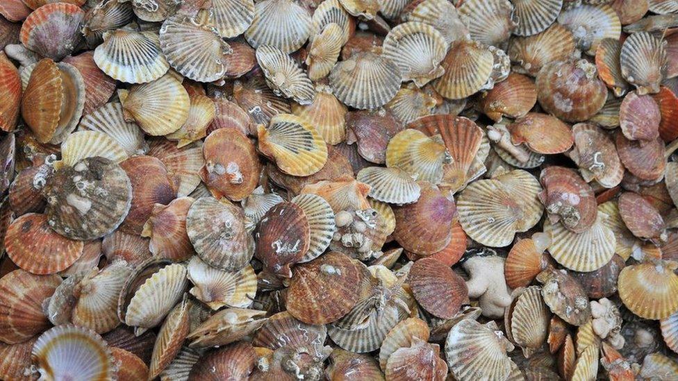 Queenie scallops