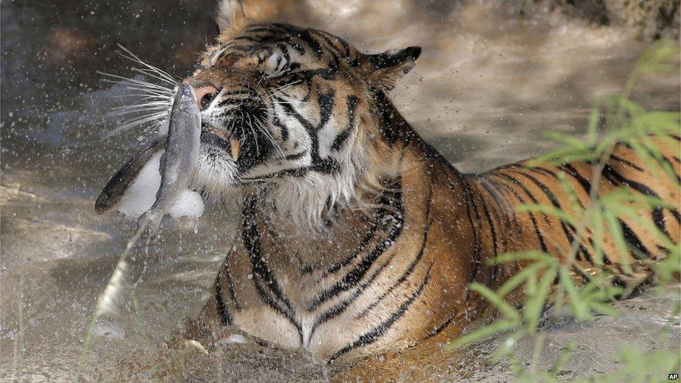 Tiger eats frozen fish at Phoenix Zoo, Arizona (28 June 2013)