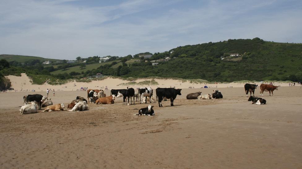 Cows on Three Cliffs Beach, Gower as spotted by Charles Meaden