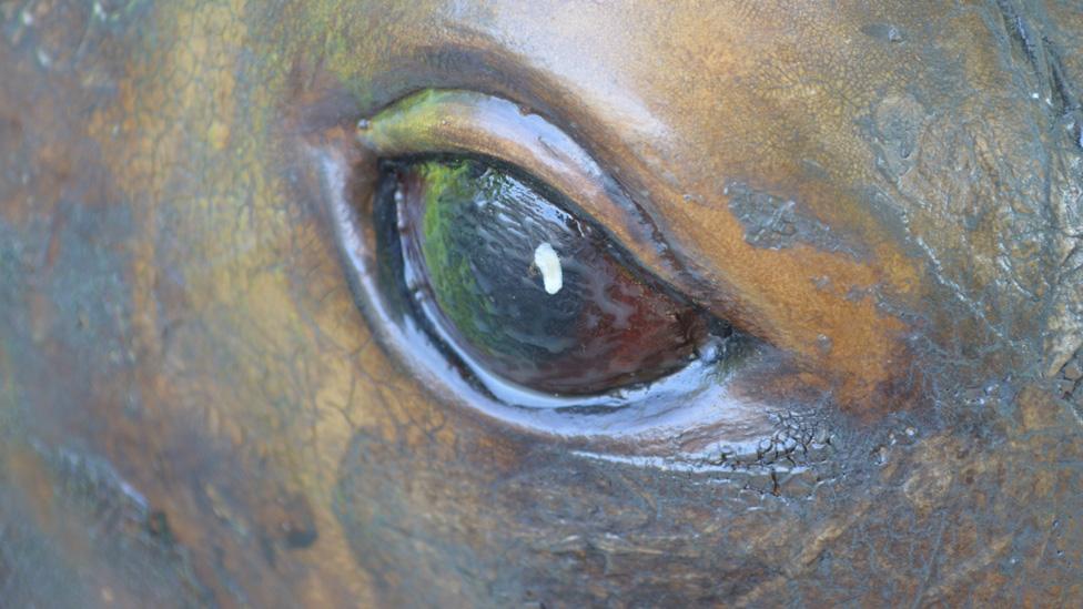 Rhino eye