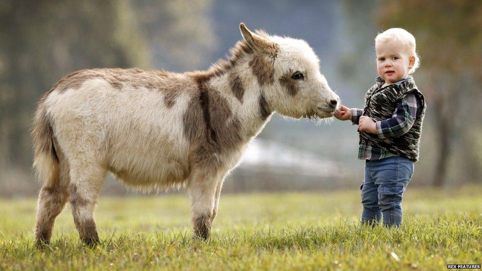 A micro miniature donkey meets a visitor