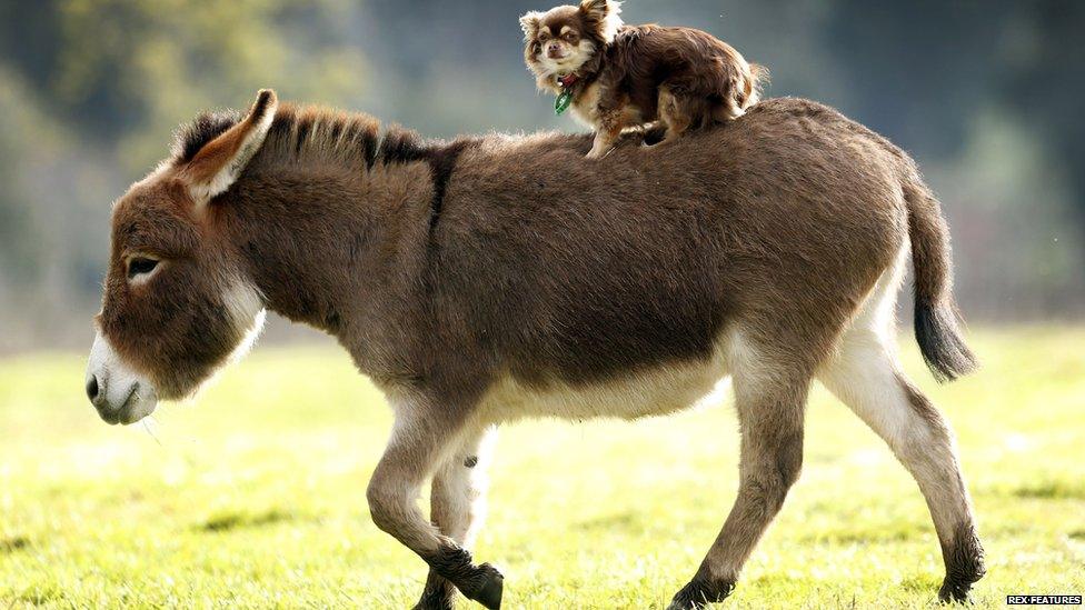 Micro miniature donkey gives a dog a ride
