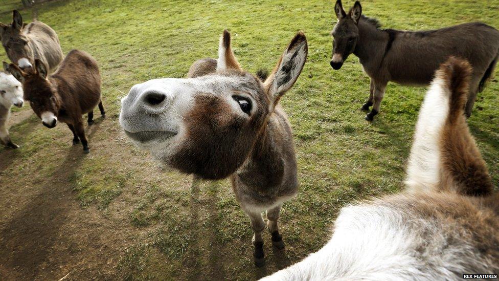 Micro miniature donkeys in a field