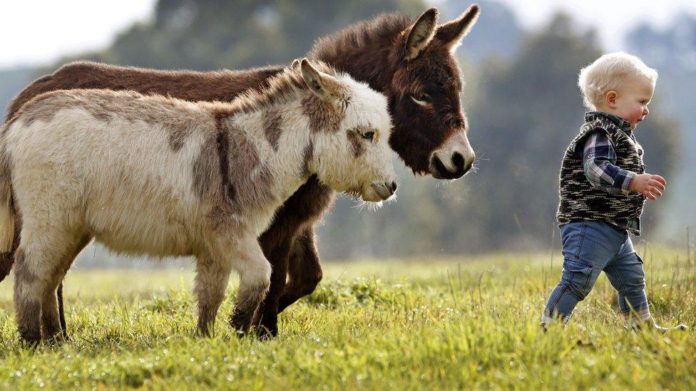 Two micro miniature donkeys follow a boy