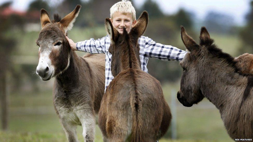 Micro miniature donkeys enjoy a stroke