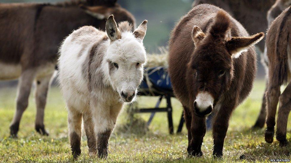 Micro miniature donkeys in a field
