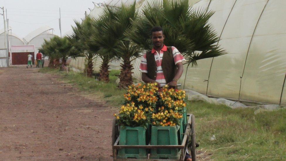Man pushes roses in wheelbarrow