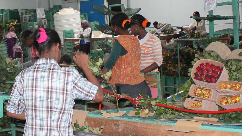 Women packing roses