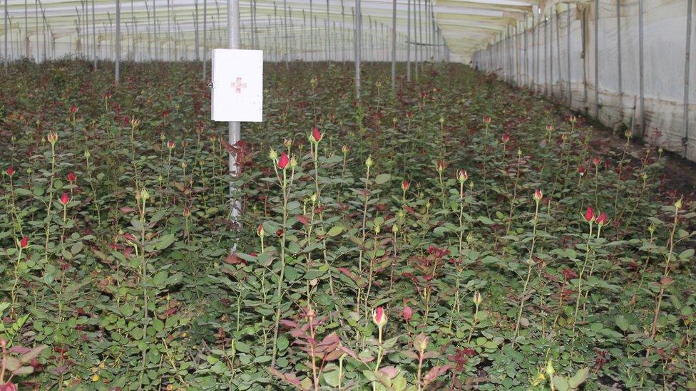 Roses growing