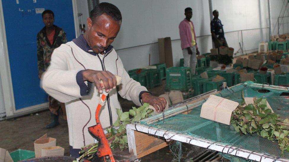 Man cutting the ends off roses