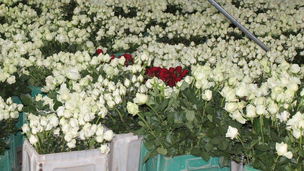 Roses in crates