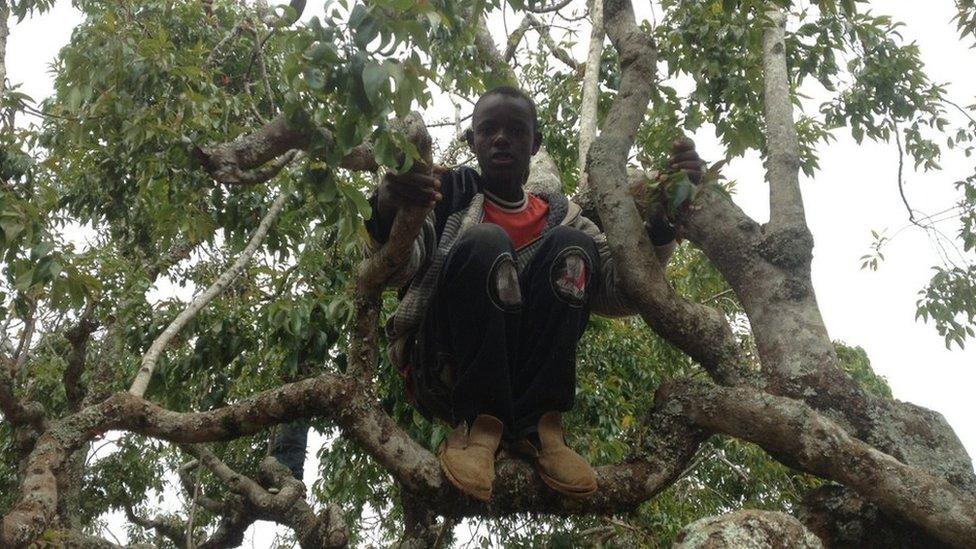 A khat picker in Meru, Kenya