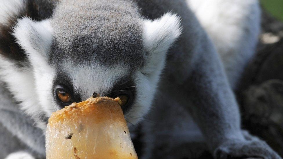 A ring-tailed Lemur