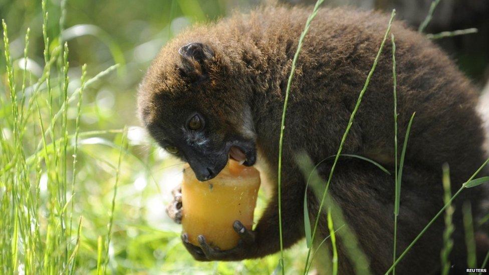 A red-bellied Lemur licks a vegetable ice lolly