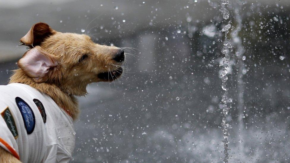 A dog plays in a fountain to cool down in the hot weather