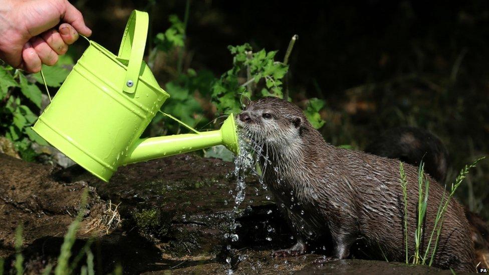 An Otter cools down in the hot weather