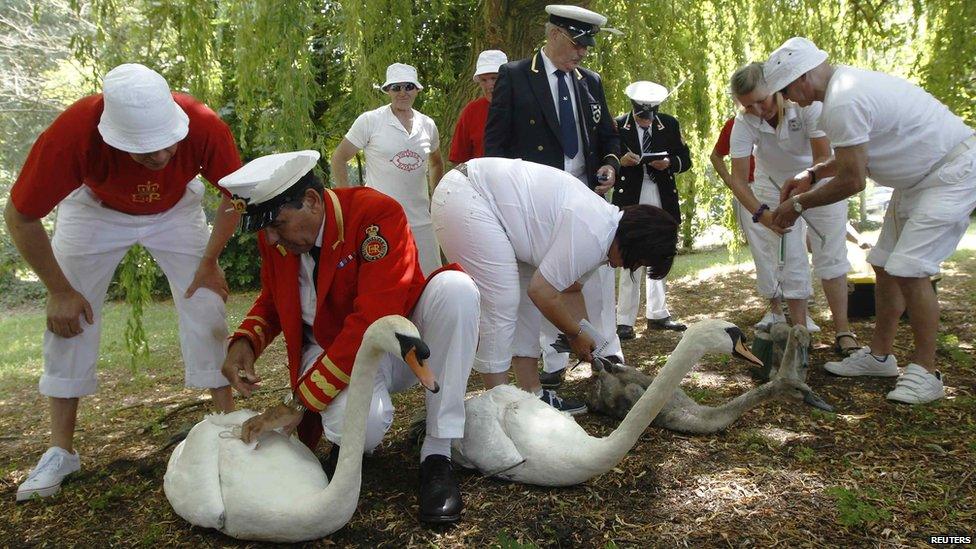 Swans being marked