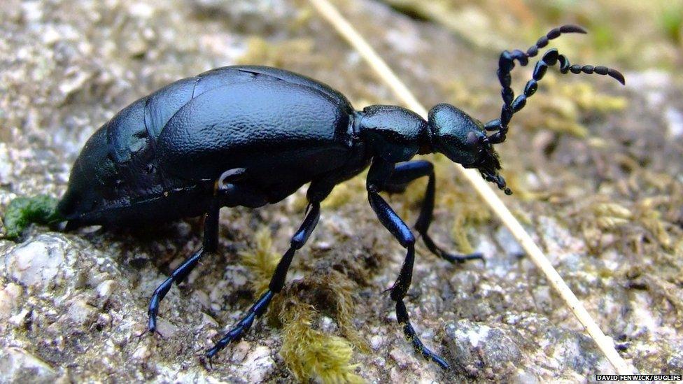 Violet oil beetle. Pic: David Fenwick