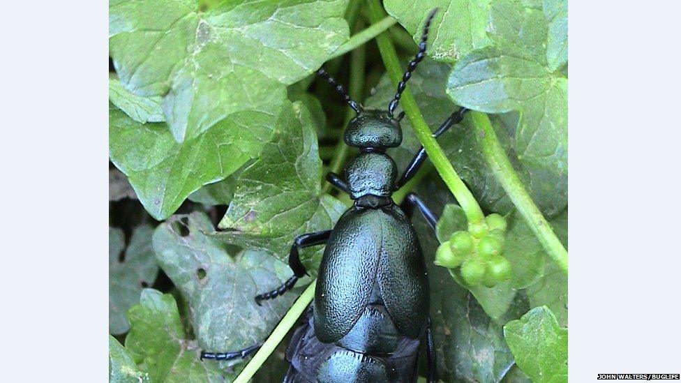 Meloe violaceus. Pic: John Walters