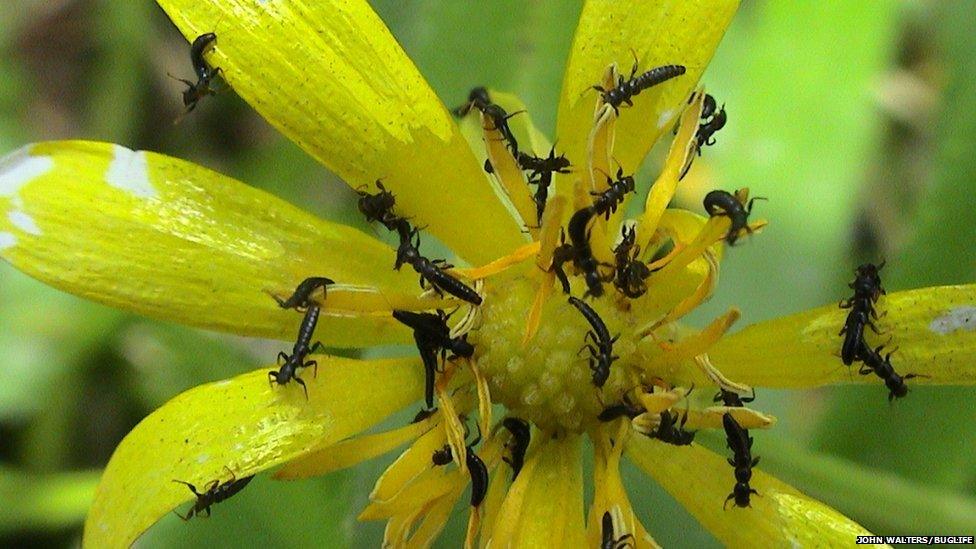 Larvae. Pic: John Walters