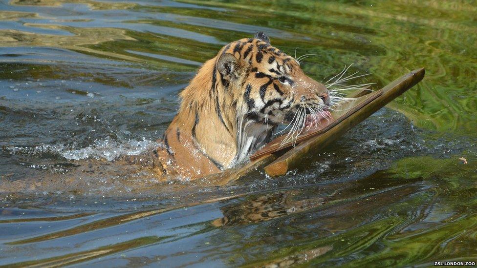 Tiger learning to swim at ZSL London Zoo