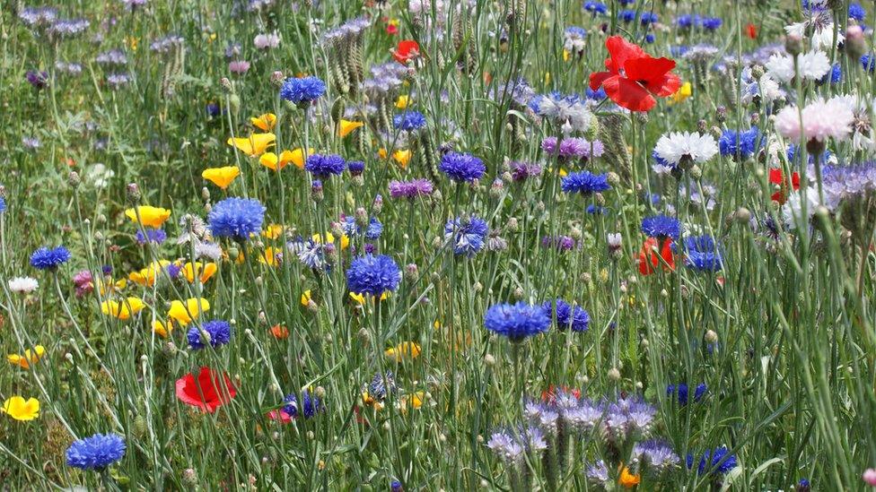 Graham Winter from Cardiff captured this bank of wild flowers near Pembroke's town wall