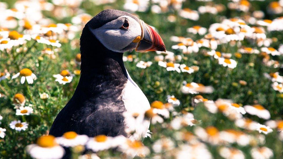 Matt Morris of Bristol caught this puffin amongst the daises on a visit to Skomer off west Wales