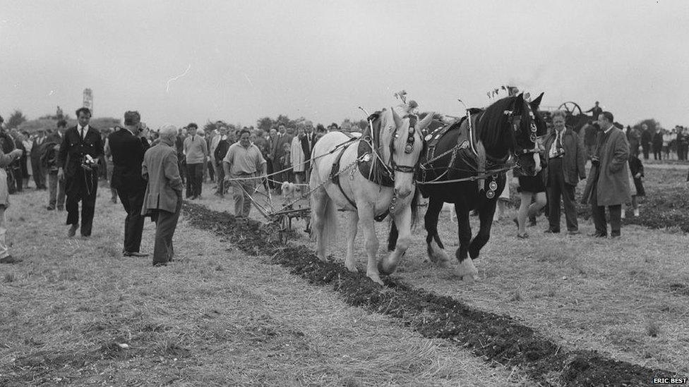 Horses at the 1968 Great Dorset Steam Fair