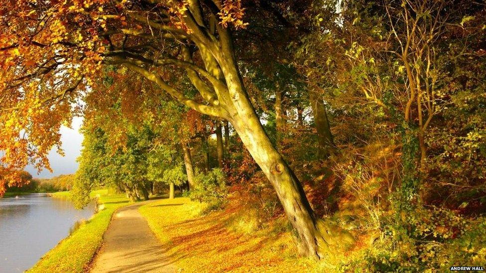 River Wansbeck and trees