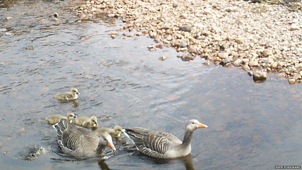 Greylag geese