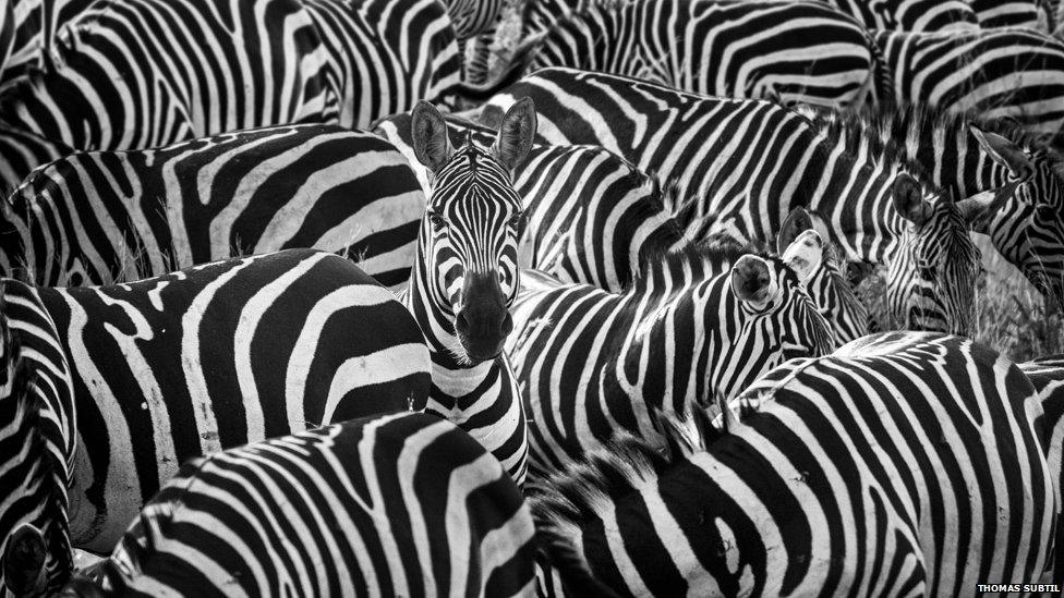 A zebra pops up to say hello.