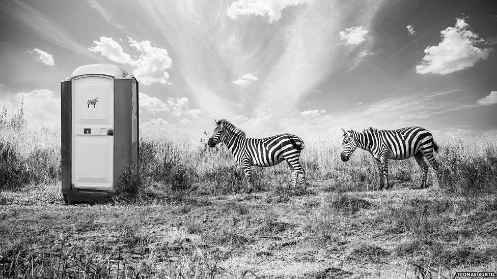 Two zebra queuing up for the toilets